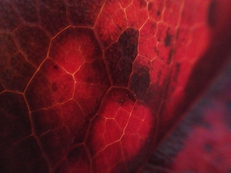 Oregon Grape Leaf Detail.