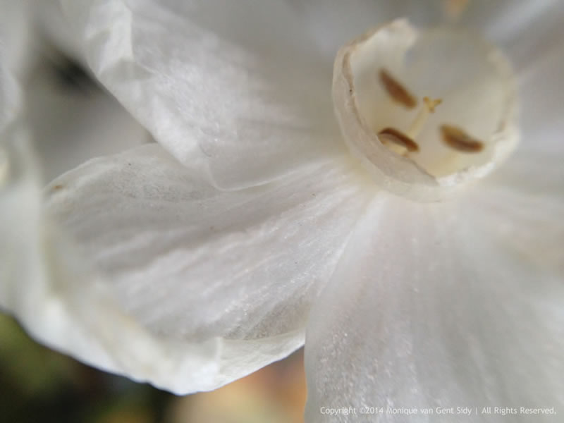 Narcissus Flower Detail.