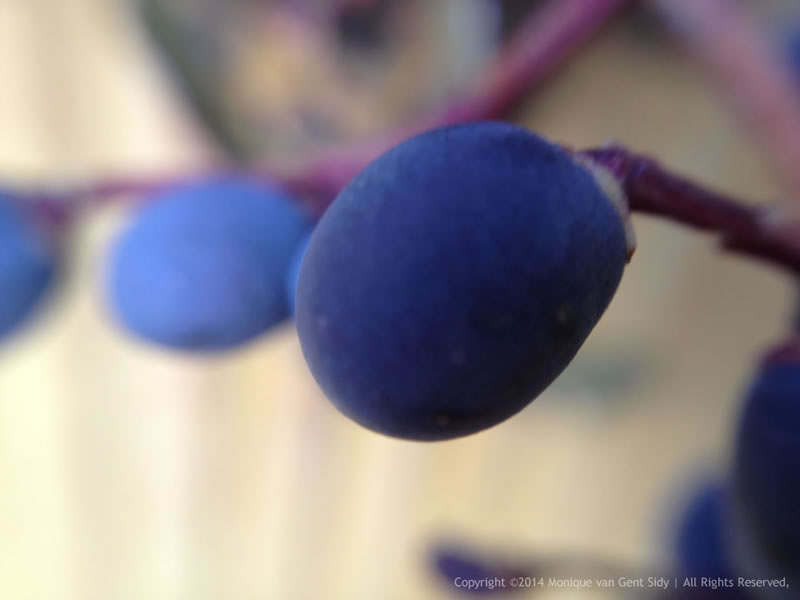 Oregon Grape Berry.