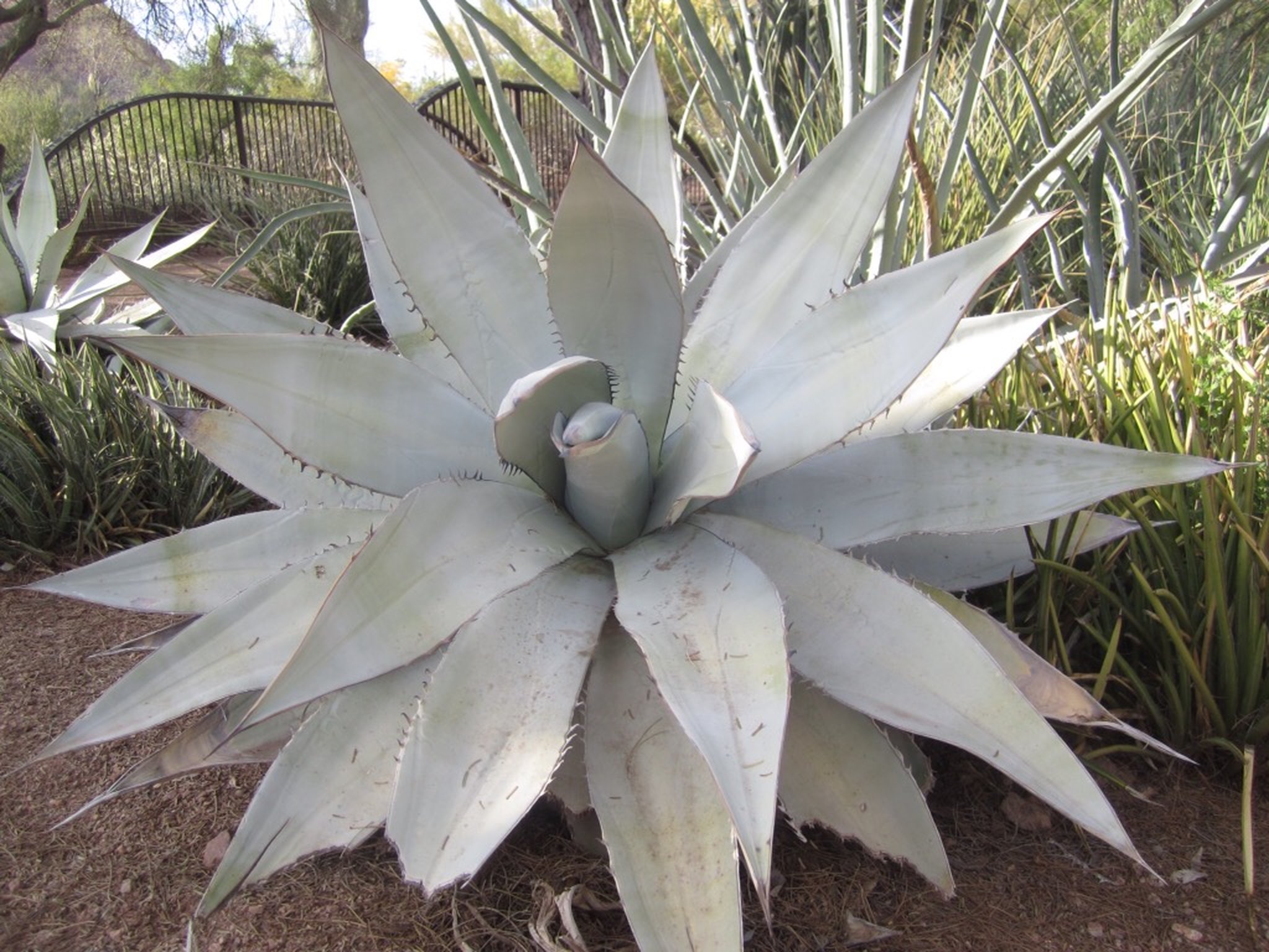 Desert Botanical Garden, Phoenix AZ (Fullscreen Ken Burns)