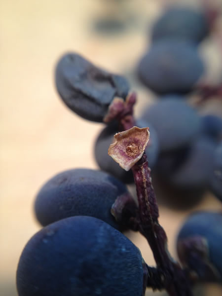 Oregon Grape Berry.