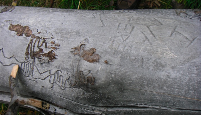 Signs of the Insects.