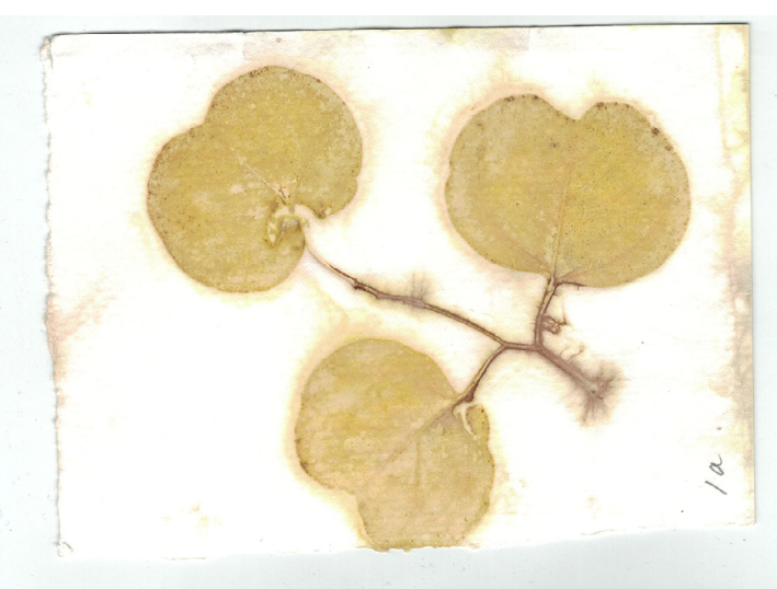 Eucalyptus Leaves Eco Printed on Paper (Fullscreen Ken Burns)