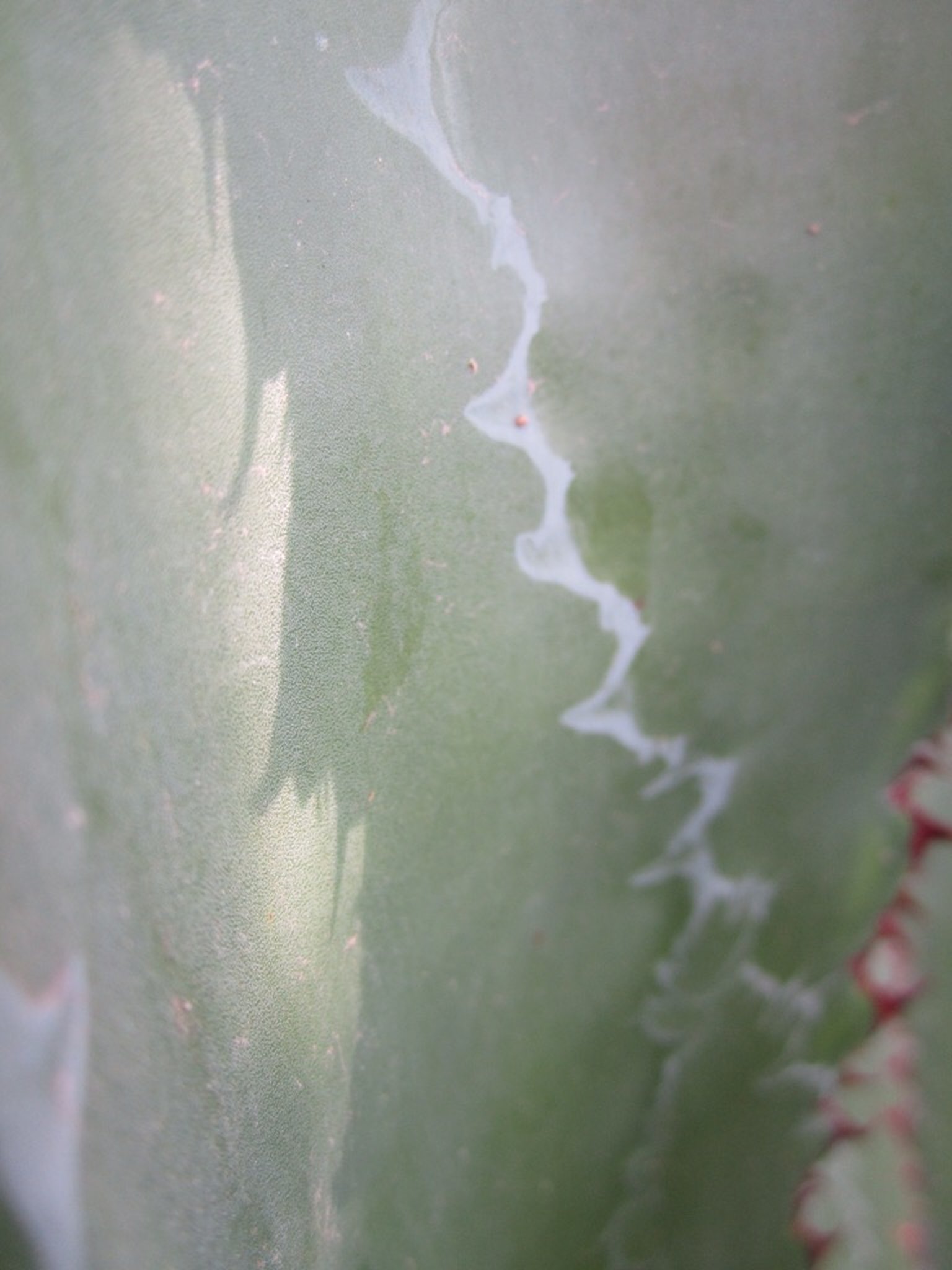 Desert  Botanical Garden Phoenix Arizona