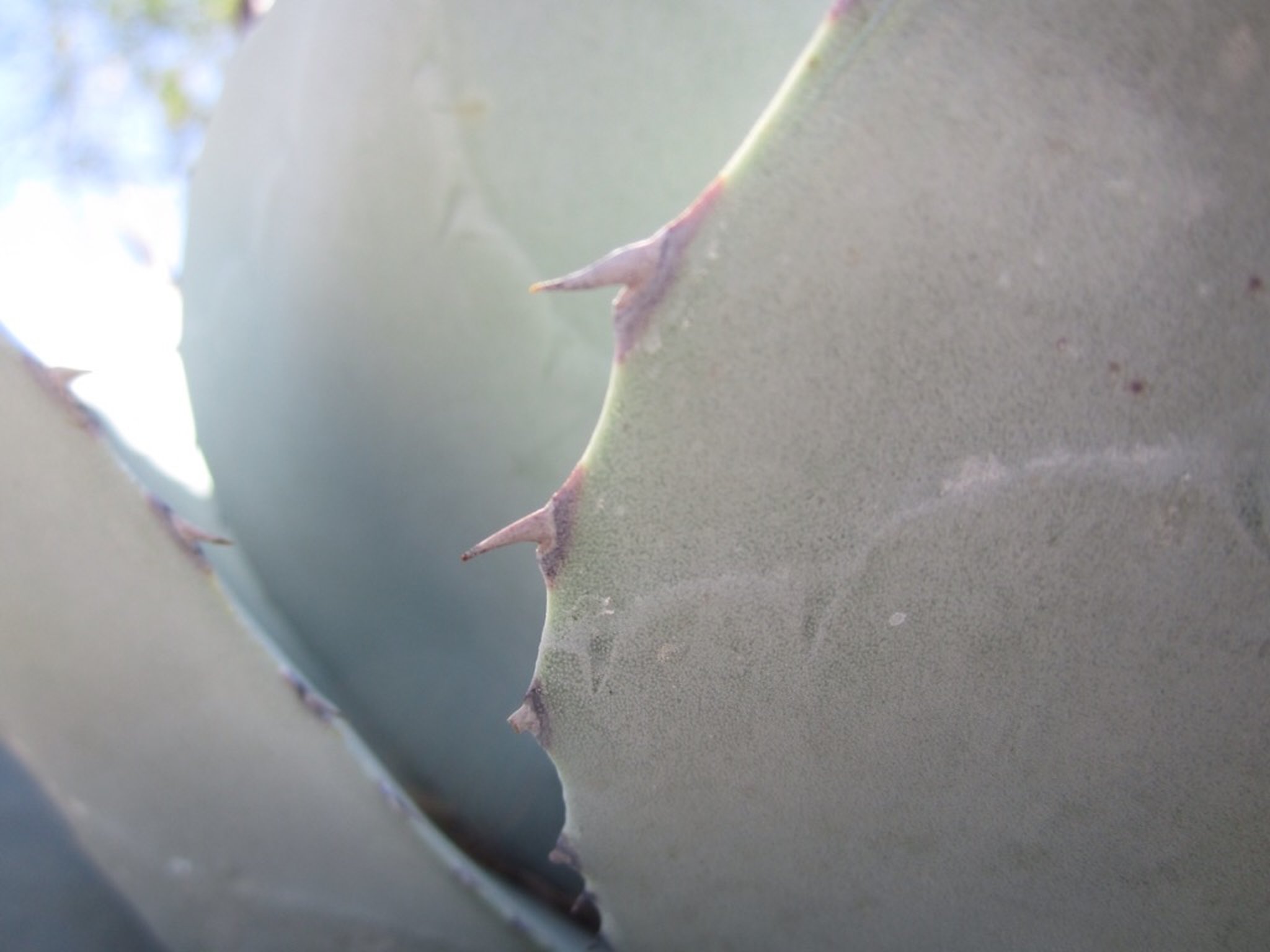 Desert  Botanical Garden Phoenix Arizona