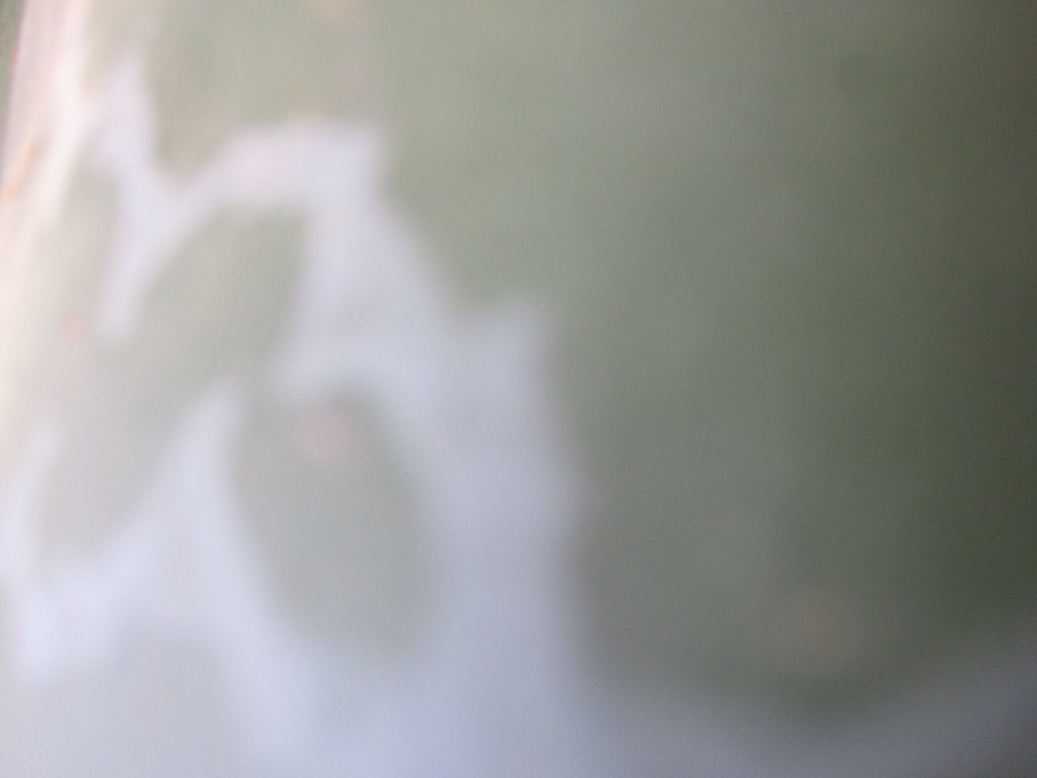 Desert  Botanical Garden Phoenix Arizona