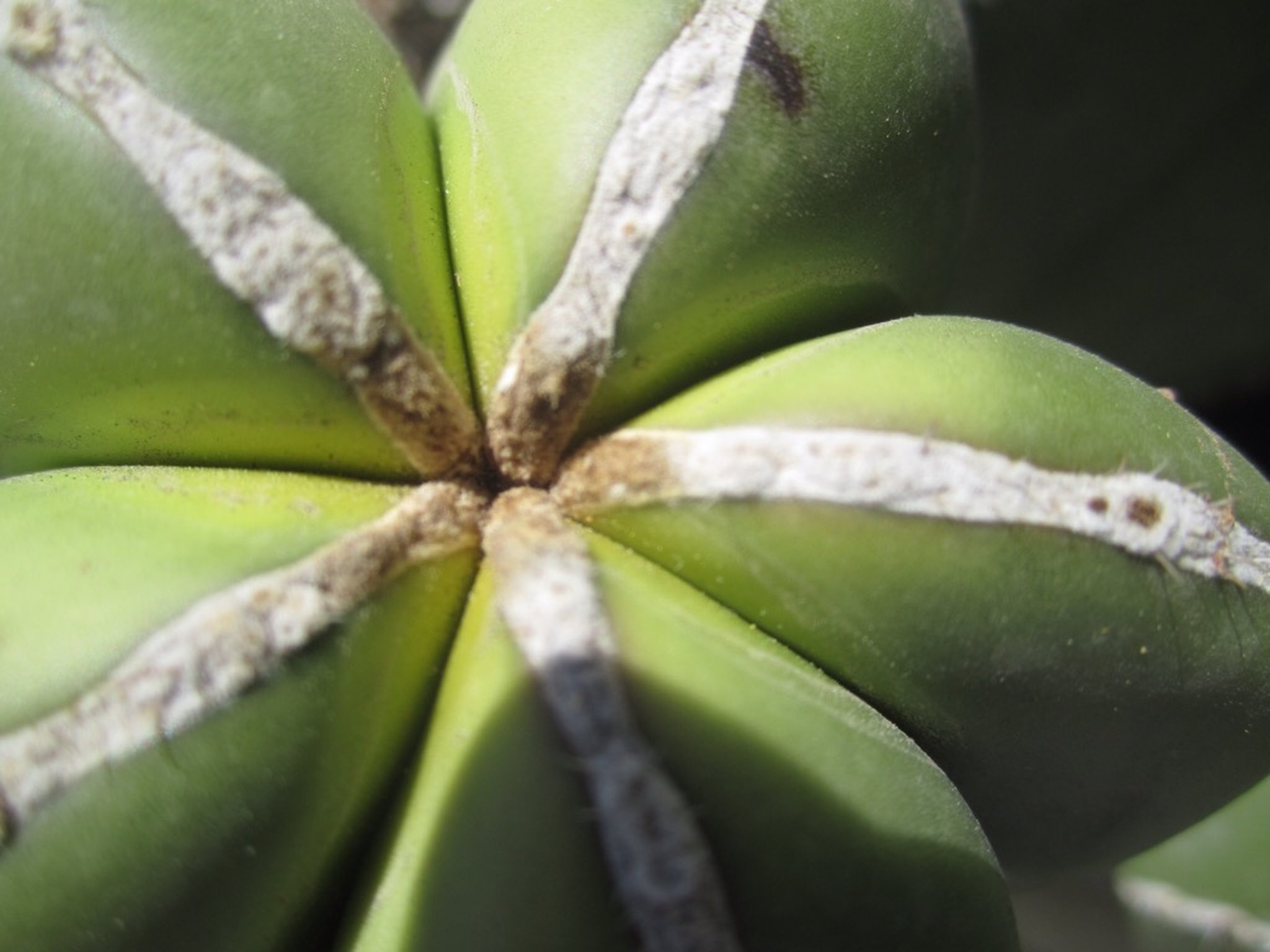 Desert  Botanical Garden Phoenix Arizona