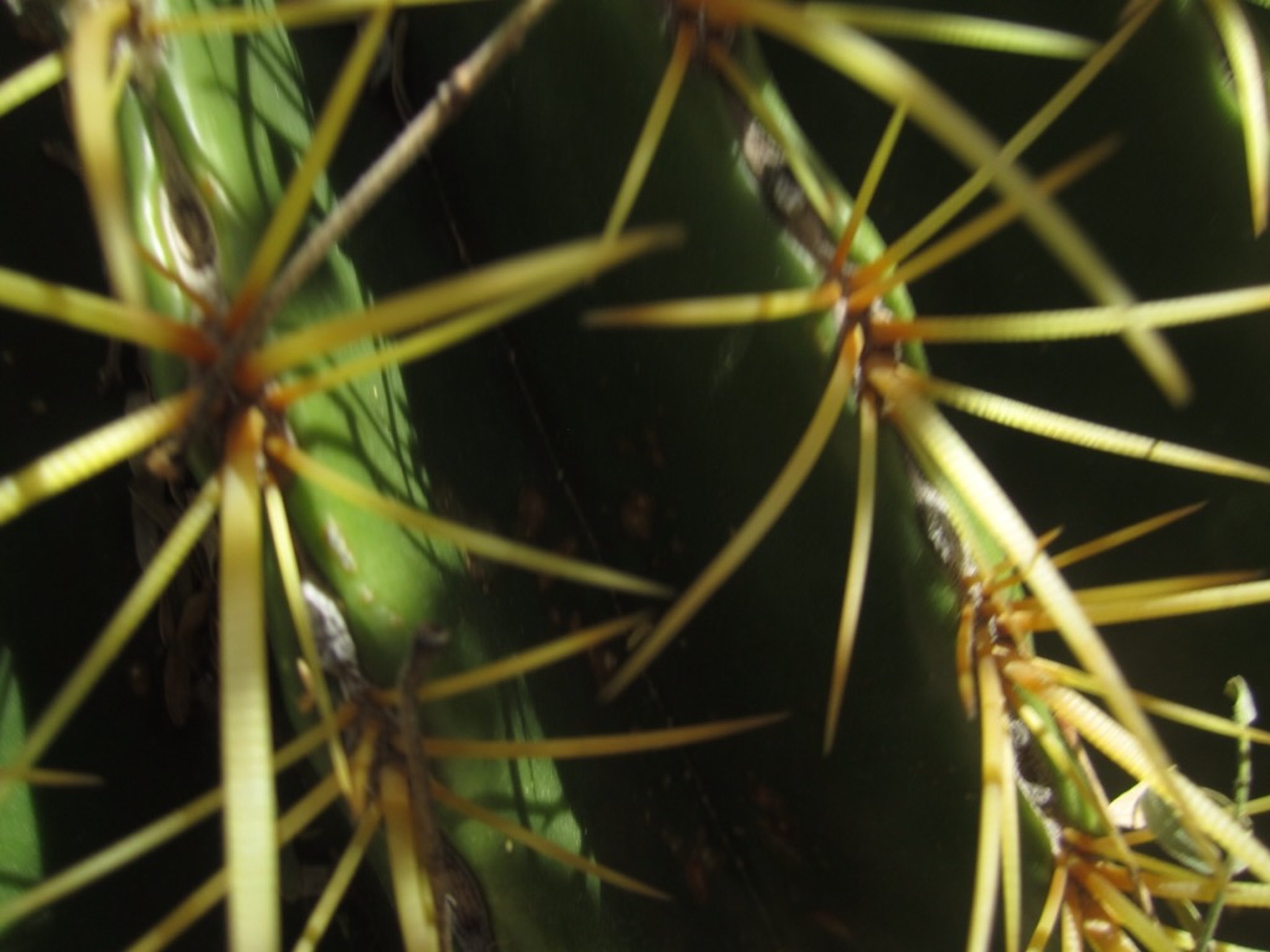 Desert  Botanical Garden Phoenix Arizona