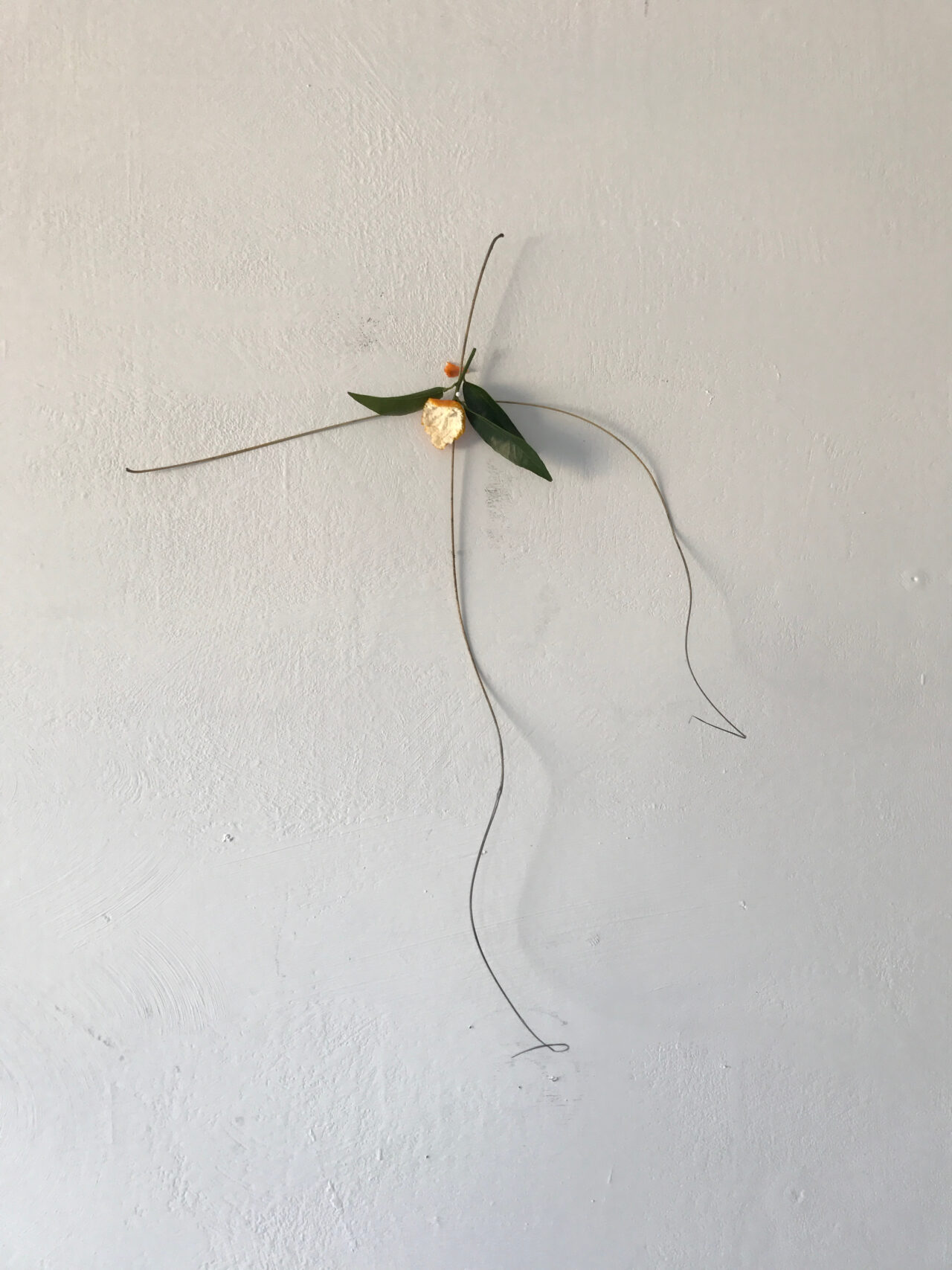 Composition with leaves, grass, and orange peel