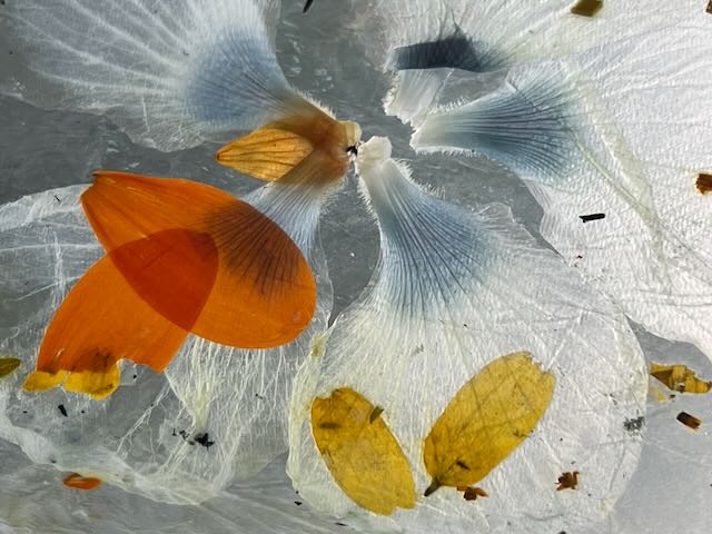 Plants on Plastic