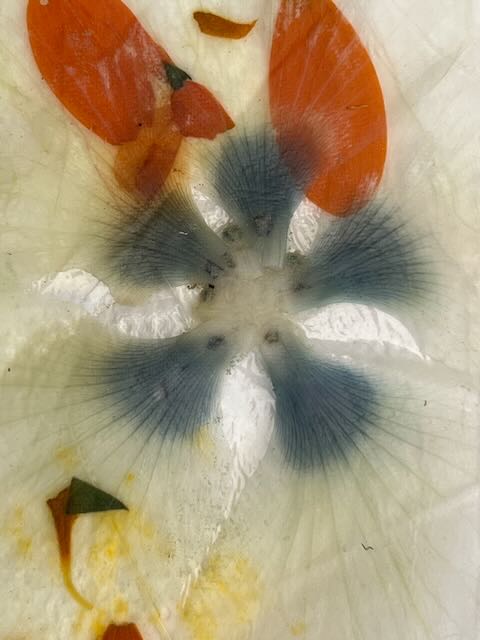 Plants on Plastic