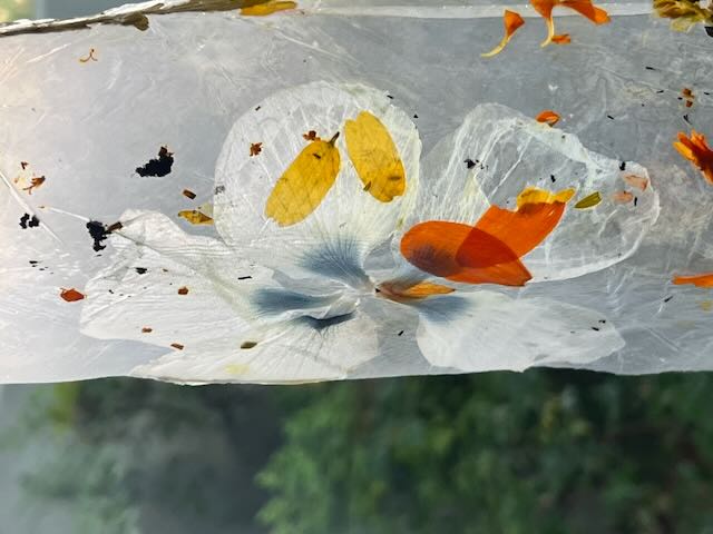 Plants on Plastic
