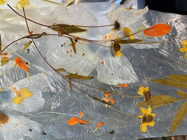 Plants on Plastic