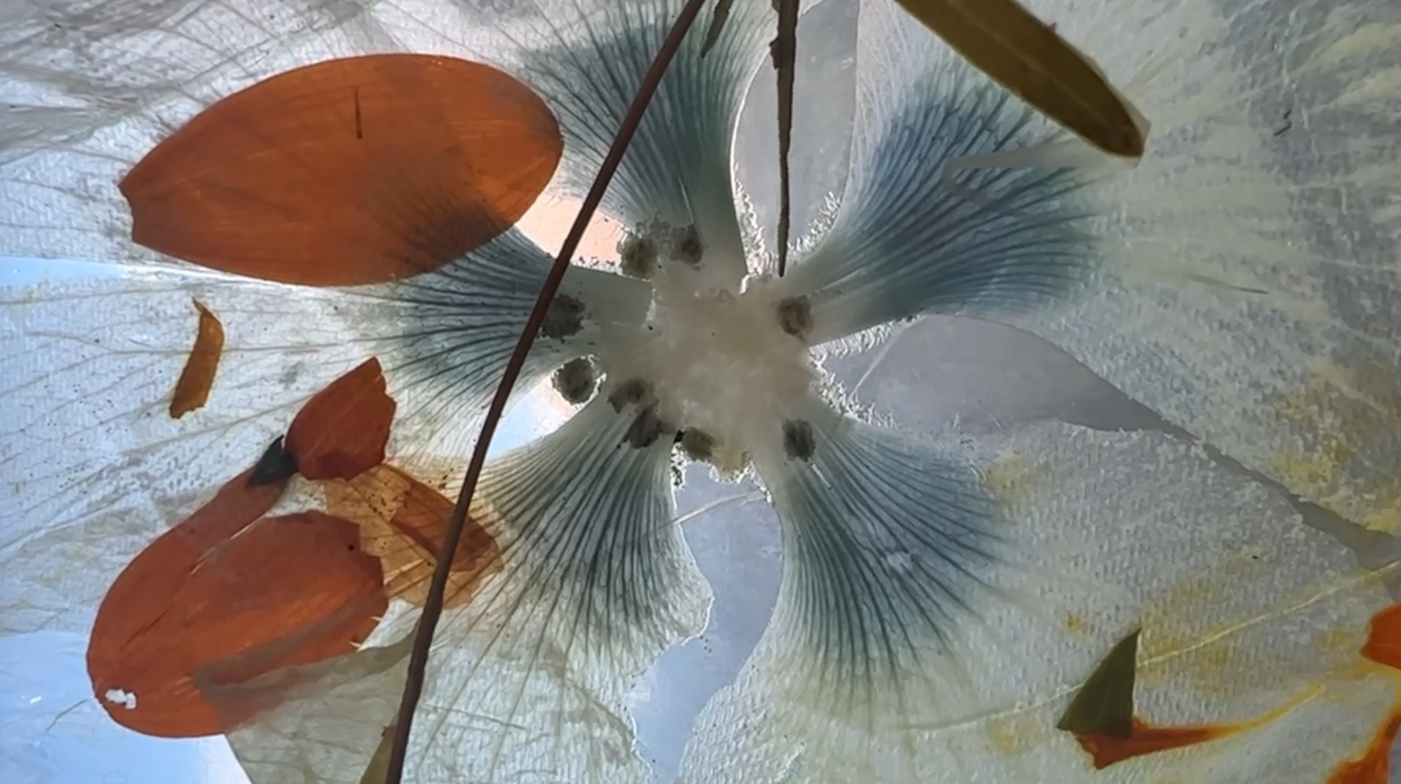 Plants on Plastic